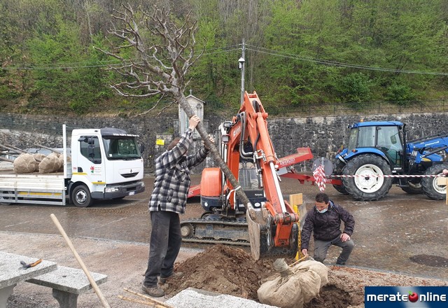 Imbersago Al Via La Piantumazione Dei Tilia Cordata Al Belvedere