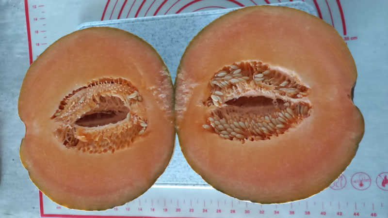 MeloneGigante1.jpg (57 KB)