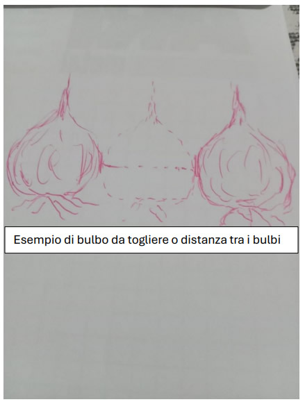 MastroPuntataBulbi1.jpg (29 KB)