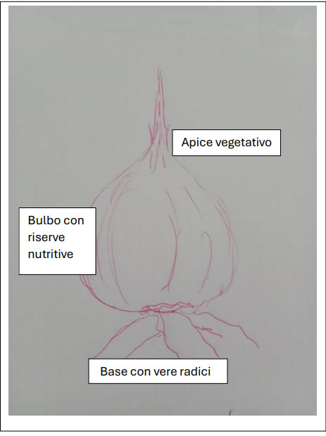 MastroPuntataBulbi2.jpg (31 KB)