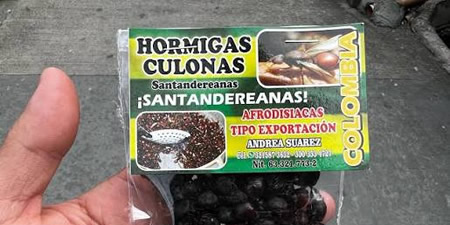 FormigasCulonasPRIMA.jpg (40 KB)