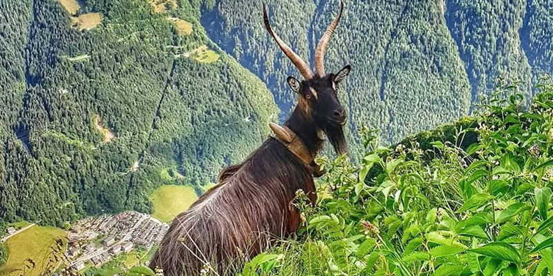 capraprima.jpg (340 KB)