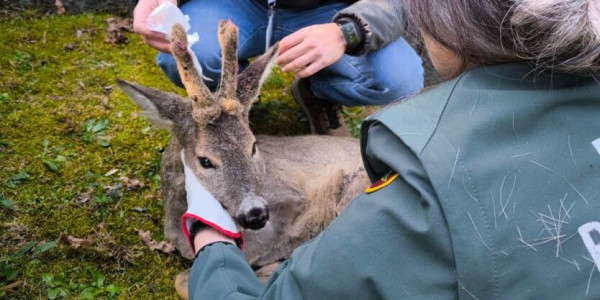 poliza-provinciale-capriolo-olginate-3-834x1112-1.jpeg (107 KB)