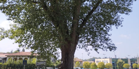 BarzanoPioppoIbridoPRIMA.jpg (64 KB)
